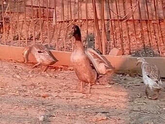 Ruanske kačky/ bežce násadové vajcia