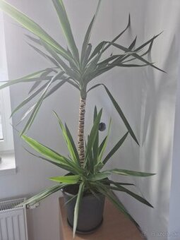Yucca Elephantipes (Juka obrovská)
