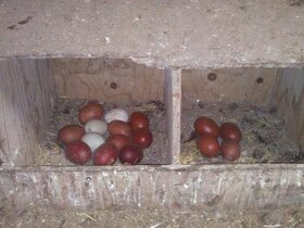 Nasadove vajcia