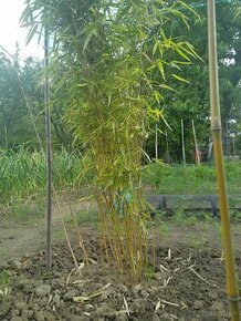 Bambus FARGESIA RUFA