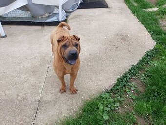 Shar-pei