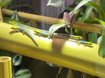 Phelsuma Klemmeri