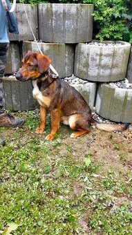 Labrador x