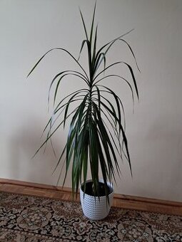 Dracena
