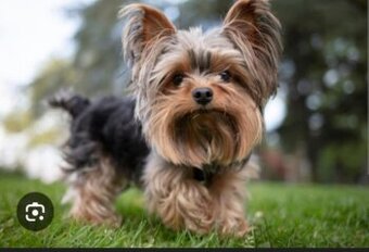 Yokshirsky terrier