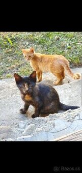 Darujem čierno- ryšavé mačiatko