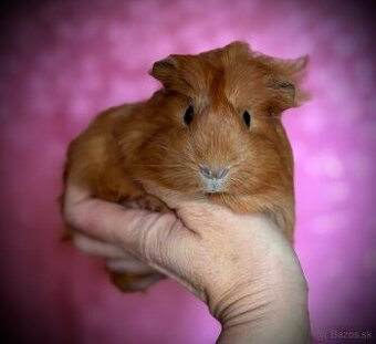 Samička sheltie morské prasiatko
