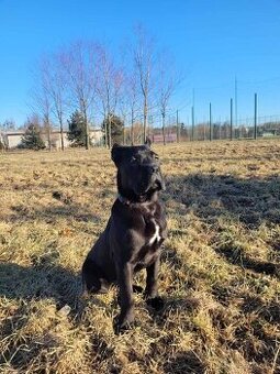 Cane corso - pes na krytie