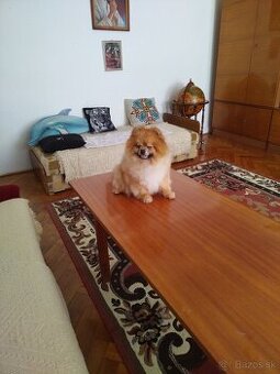 Pomeranian