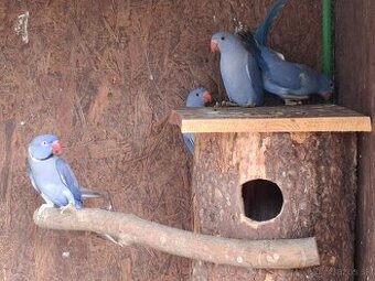 Alexander malý Violet