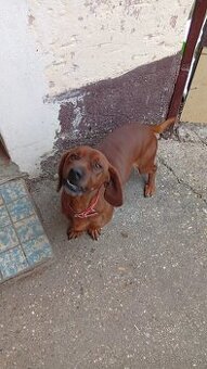 Darujem psika Nera do dobrych ruk