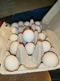 Nasadzove vajíčka Liliputka