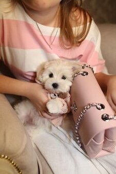 Maltipoo pudlik mini šteniatka