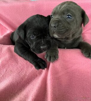Cane corso šteniatka