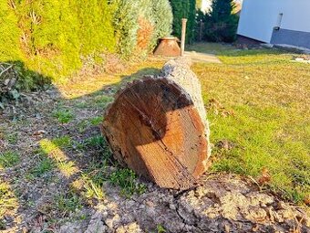 Drevo orech na ďalšie spracovanie