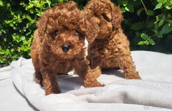 Pudel Mini - Pudlik
