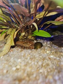 CPO Mini ráčik - Cambarellus patzcuarensis orange