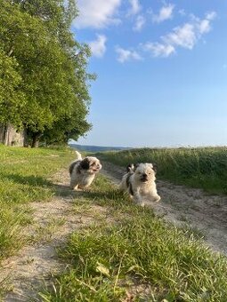 Shi-tzu
