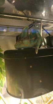 Chameleón a terarium