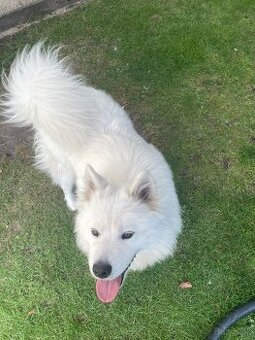 Hľadám psa samojed na krytie