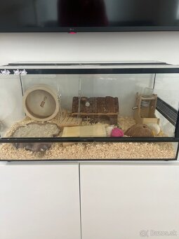 Terarko , terarium so škrečkom, skrecok, agama, gekon