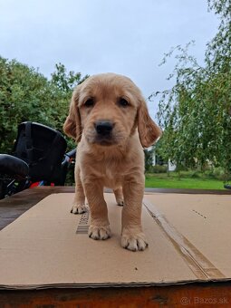 Zlatý retriever šteniatko na predaj