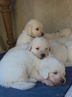 Slovenský čuvač s PP