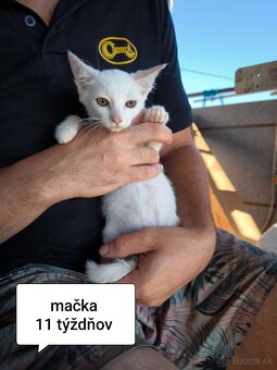 Ponúkame biele mačiatka