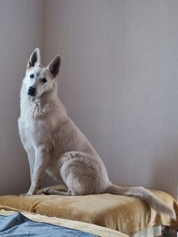 Švajčiarsky ovčiak - 1