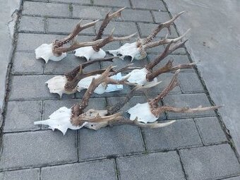 Trofej trofeje paroh parohy parozie zhody