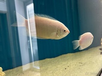 Pusinkujúce guramy – predám