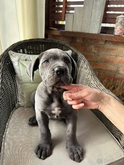 CANE CORSO