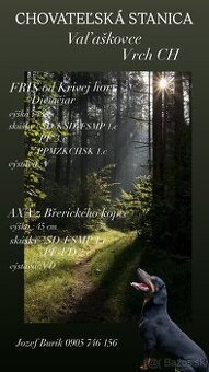 Slovenský kopov s PP