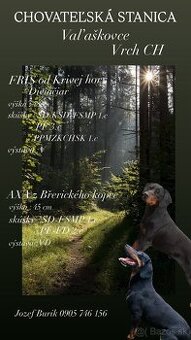 Slovenský kopov s PP