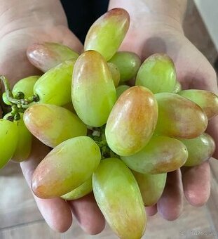 Stolový vinič-odrezky