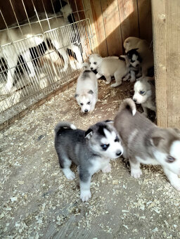 Strniatka Sibirsky Husky.
