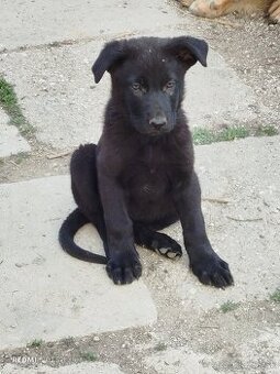 Šteniatka Nemeckého ovčiaka