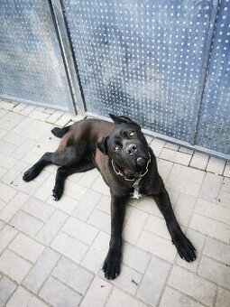 Cane corso 9 mesačný