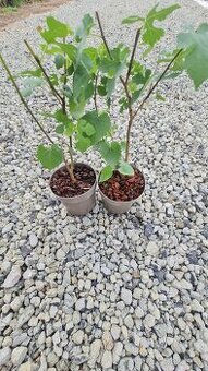 Moruša Nigra black perzian
