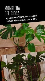 Monstera Deliciosa