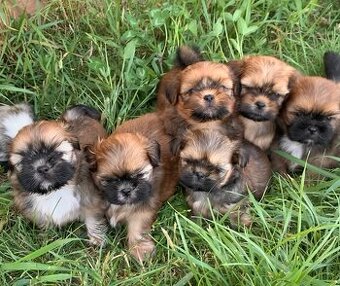 Krásne šteniatka Shih Tzu, FCI