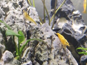 Krevetky yellow neon