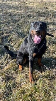 Beauceron Archi