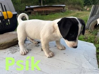 Šteniatka x Jack Russell terier