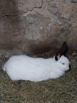 Predám kalifornského králika - 1