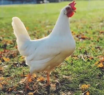 Nasadove vajcia leghorn