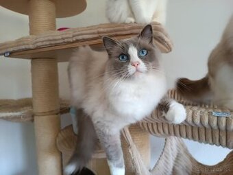 Kocourek Ragdoll  s PP