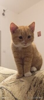 Darujem mačiatko zadarmo.