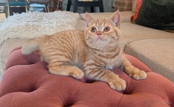 Btitské mačiatko s PP