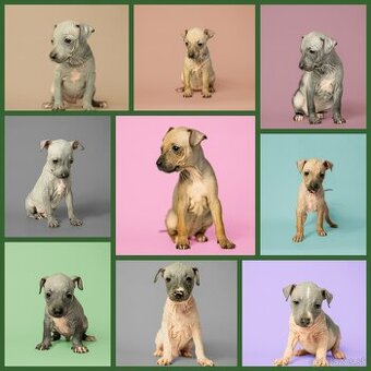 Americký bezsrstý teriér